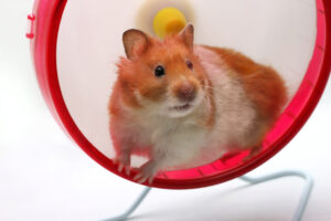 Hamster wheel of addiction